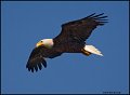 _0SB0739 amaerican bald eagle